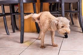 Dog Peeing on You –Spiritual, Symbolism, Deeper Insights2025
