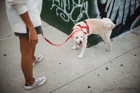 Dog Peeing on You –Spiritual, Symbolism, Deeper Insights2025