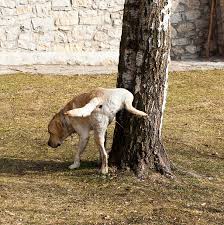 Dog Peeing on You –Spiritual, Symbolism, Deeper Insights2025