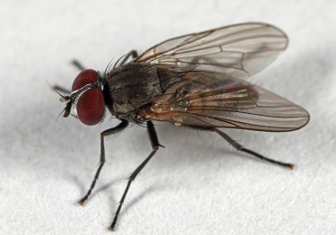 Spiritual Meaning of Flies in Your House – Symbolism & Messages