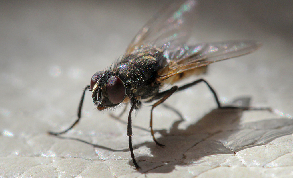 Spiritual Meaning of Flies in Your House – Symbolism & Messages