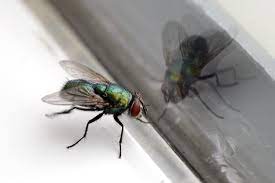 Spiritual Meaning of Flies in Your House – Symbolism & Messages