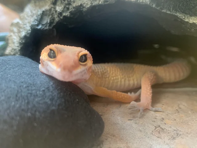 Gecko Spiritual Meaning – Symbolism & Spirit Animal Wisdom