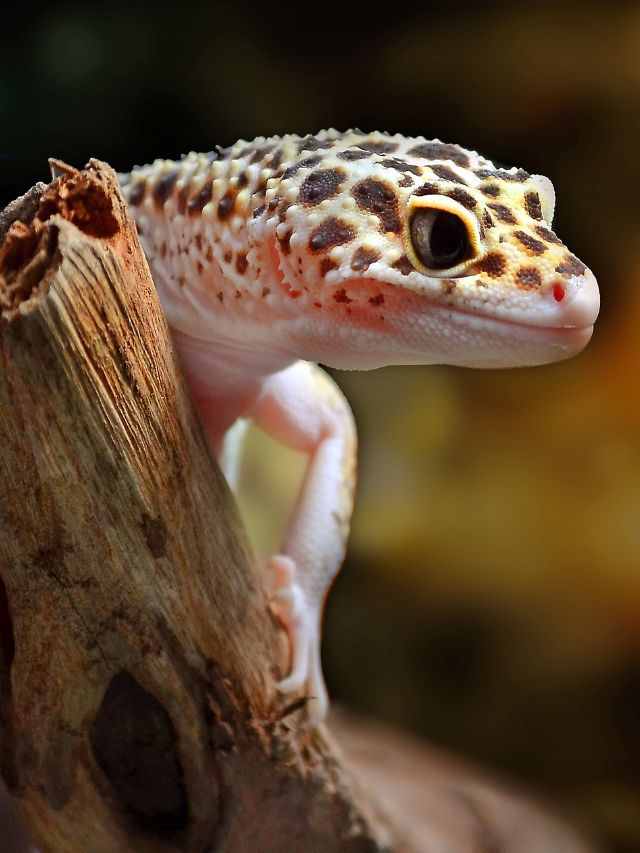 Gecko Spiritual Meaning – Symbolism & Spirit Animal Wisdom