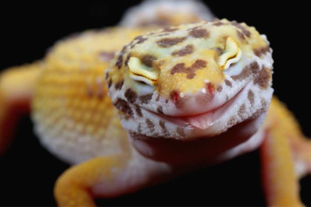 Gecko Spiritual Meaning – Symbolism & Spirit Animal Wisdom