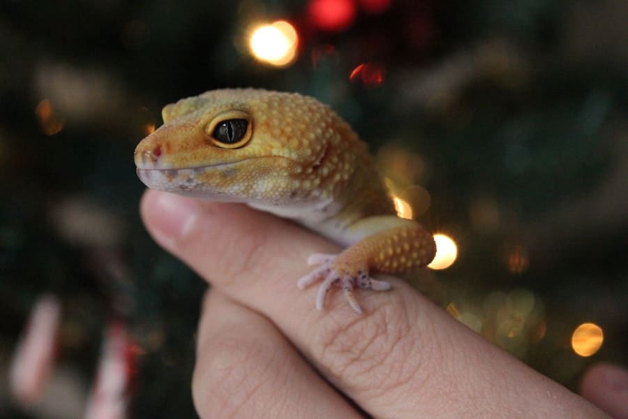 Gecko Spiritual Meaning – Symbolism & Spirit Animal Wisdom
