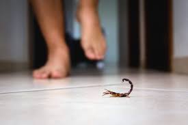 Finding a Scorpion in Your House: Spiritual Meaning in 2025