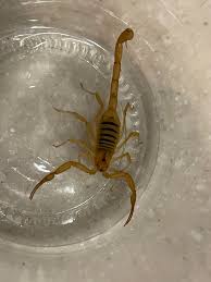 Finding a Scorpion in Your House: Spiritual Meaning in 2025