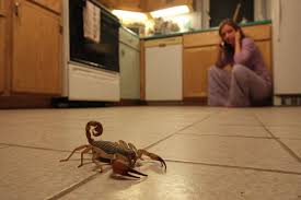 Finding a Scorpion in Your House: Spiritual Meaning in 2025