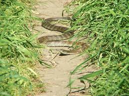 Seeing a Snake in Your Path:Spiritual, Symbolic Meaning 2025