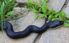 Seeing a Snake in Your Path:Spiritual, Symbolic Meaning 2025