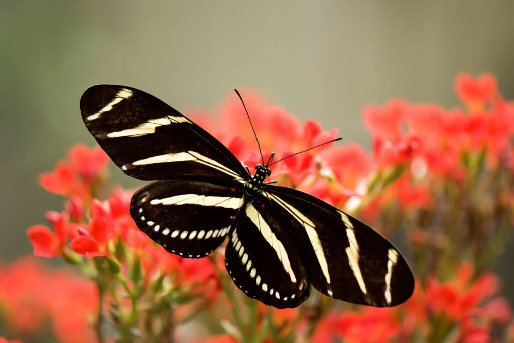 Black and White Butterfly Meaning Symbolism Spiritual 2025