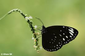 Black and White Butterfly Meaning Symbolism Spiritual 2025