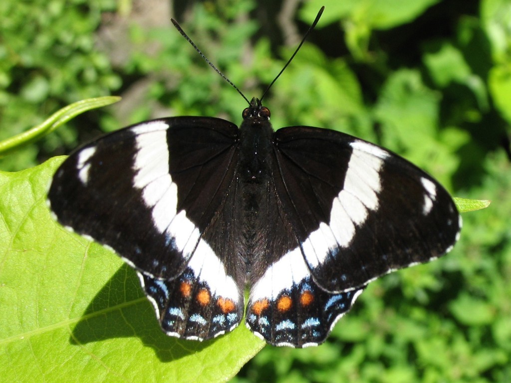 Black and White Butterfly Meaning Symbolism Spiritual 2025
