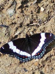 Black and White Butterfly Meaning Symbolism Spiritual 2025