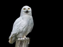 White Owl Meaning | Spiritual Symbolism & Hidden Wisdom 2025