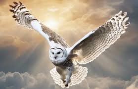 White Owl Meaning | Spiritual Symbolism & Hidden Wisdom 2025