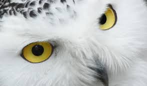 White Owl Meaning | Spiritual Symbolism & Hidden Wisdom 2025