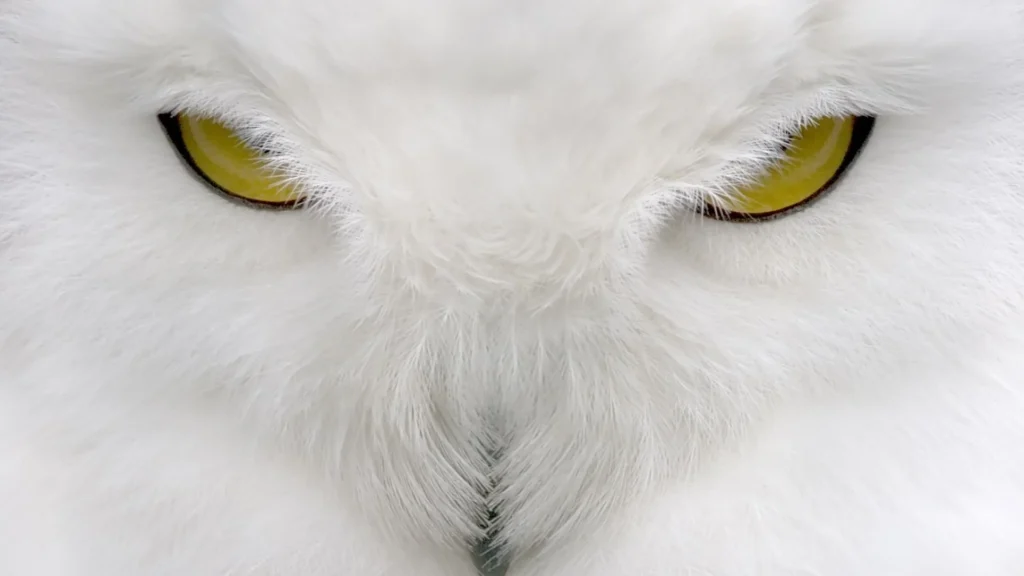 White Owl Meaning | Spiritual Symbolism & Hidden Wisdom 2025