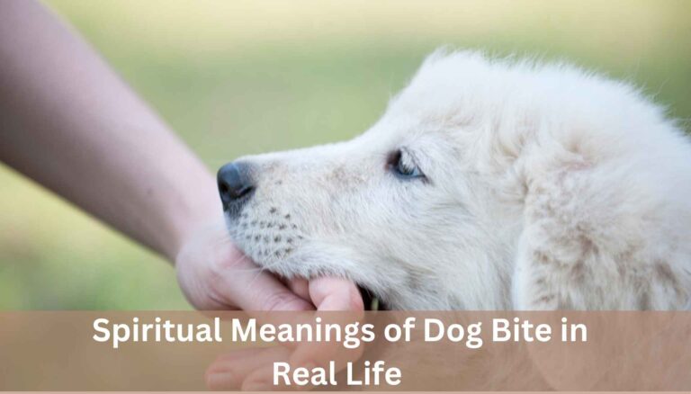 Spiritual Meanings of Dog Bite in Real Life