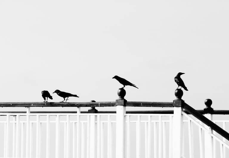 3 Crows Meaning: Symbolism and Significance Explained - Spirit Guide