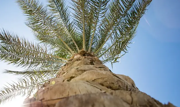 The Biblical Meaning of Palm Trees & Their Significance