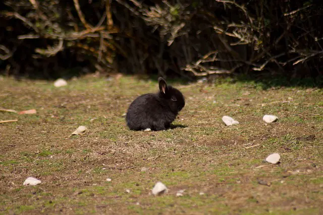 Black Rabbit Meaning in Dreams and Spirituality
