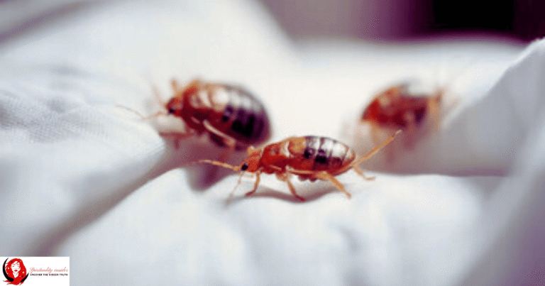 Spiritual Meaning of Bed Bugs in Dreams | Hidden Symbolism