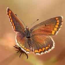 Black, Orange and White Butterfly Spiritual Meanings in 2025