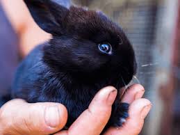 Black Rabbit Meaning:Spiritual, Symbolic & Cultural Insights
