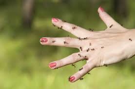 Ants Crawling on You – Spiritual Meaning & Symbolism in 2025