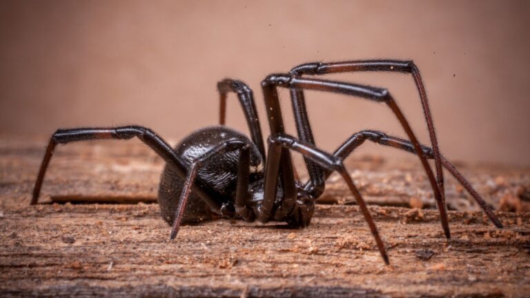 black spider spiritual meaning | symbolism & omens explained