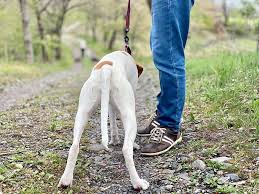 Dog Peeing on You –Spiritual, Symbolism, Deeper Insights2025