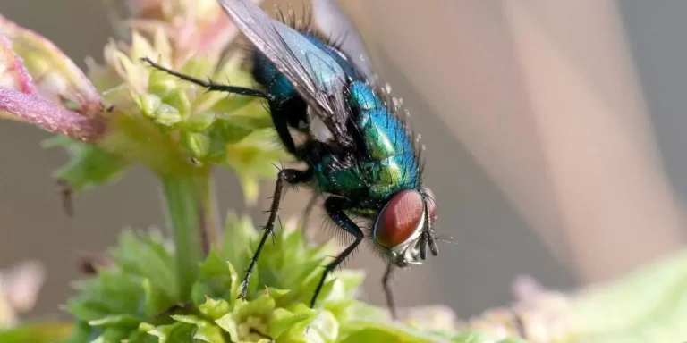 Spiritual Meaning of Flies in Your House – Symbolism & Messages