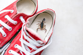Finding a Scorpion in Your House: Spiritual Meaning in 2025