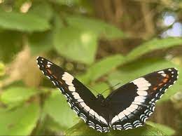 Black and White Butterfly Meaning Symbolism Spiritual 2025